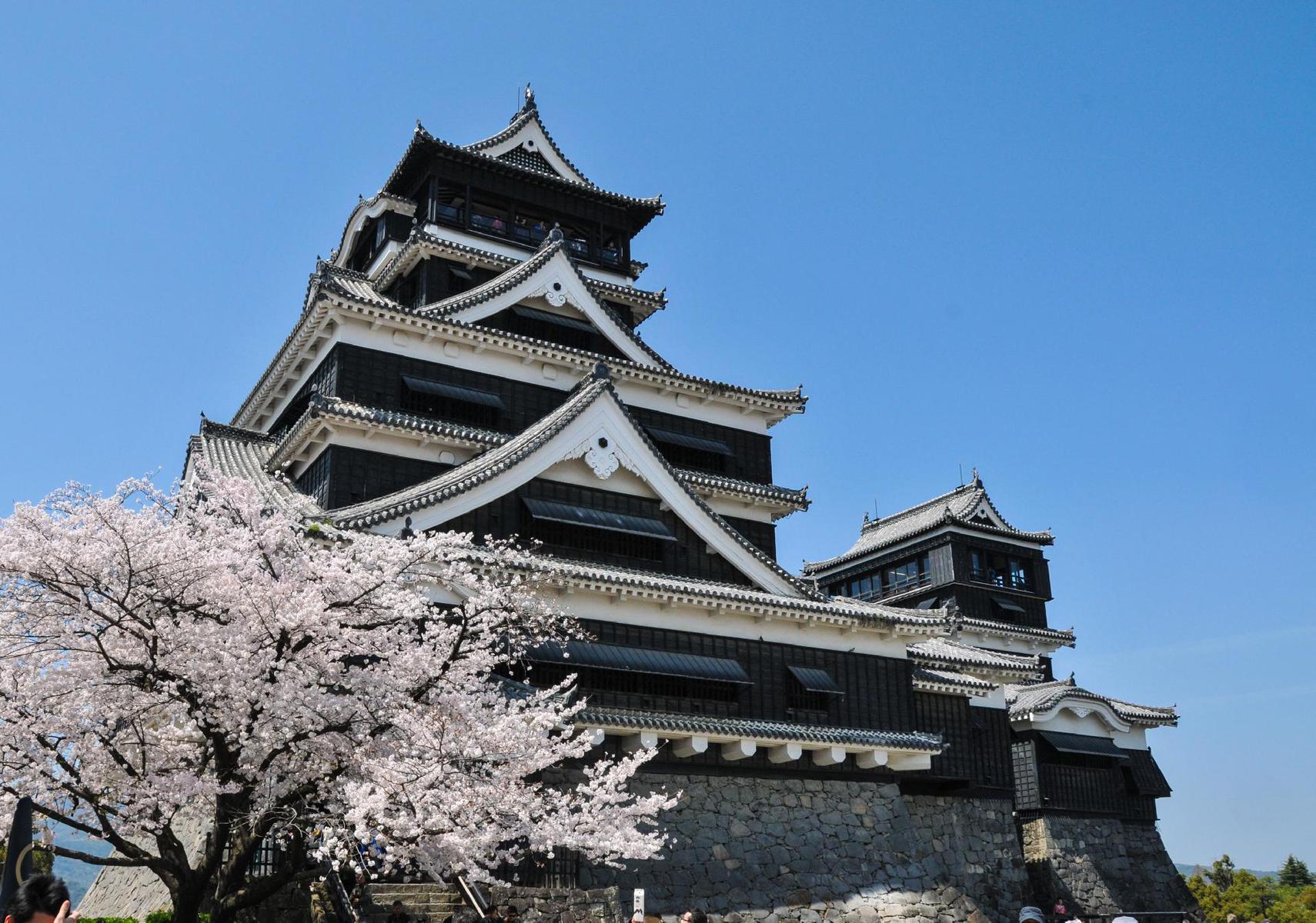 Japanese Cherry Blossoms Study in Japan