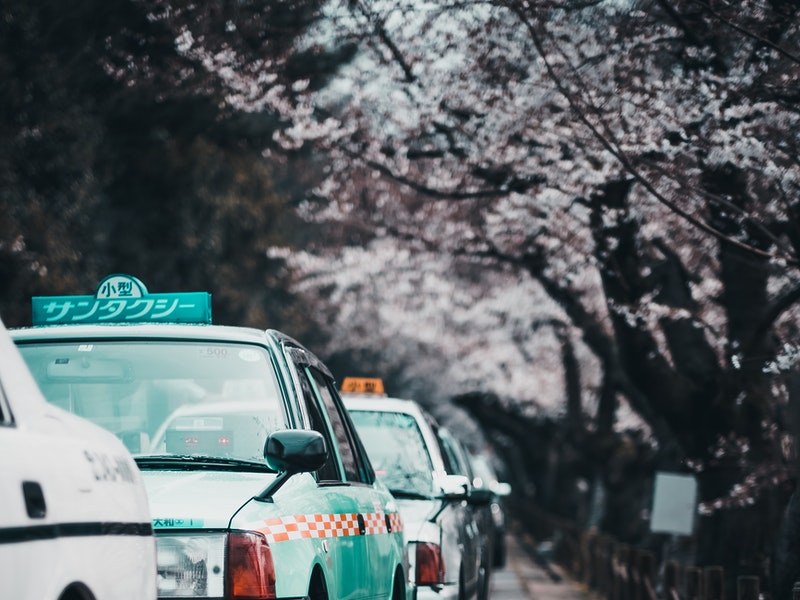 Taxi Cab in Spring Season Japan cherry blossom trees beside taxis during spring in japan