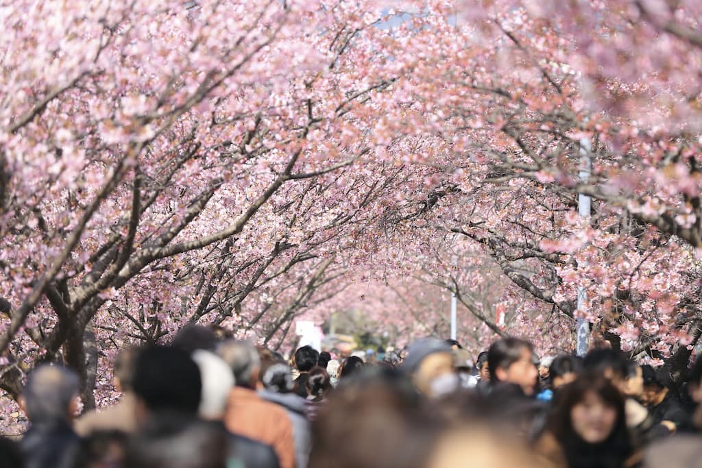 sakura matsuri cherry festival