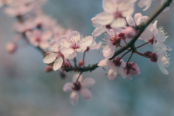 japan japanese nihon nippon nature spring
