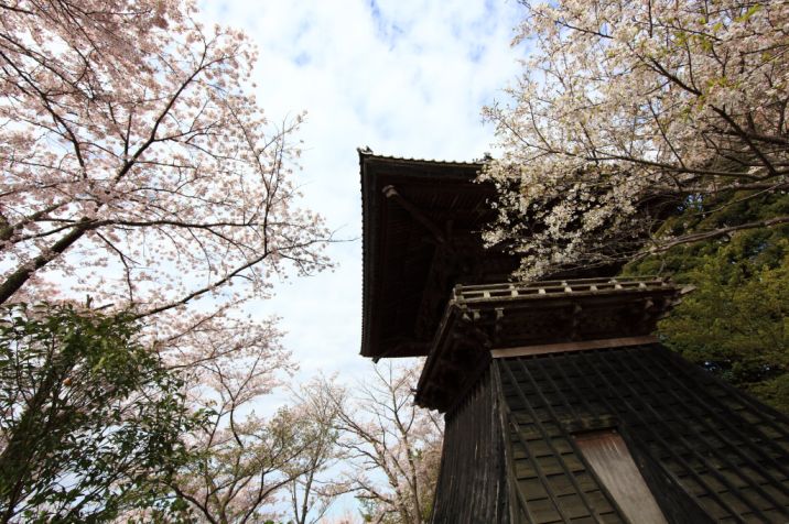 sakura shrine traditional culture cultural nature