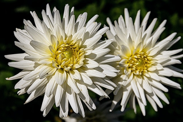 Shrines in Japan - Chrysanthemum Kiku