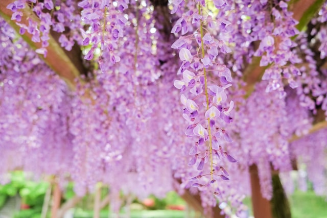Shrines in Japan - wisteria Fuji