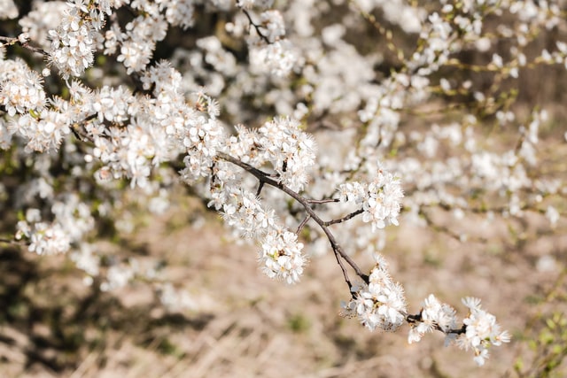 Shrines in Tokyo - Japanese plum Ume