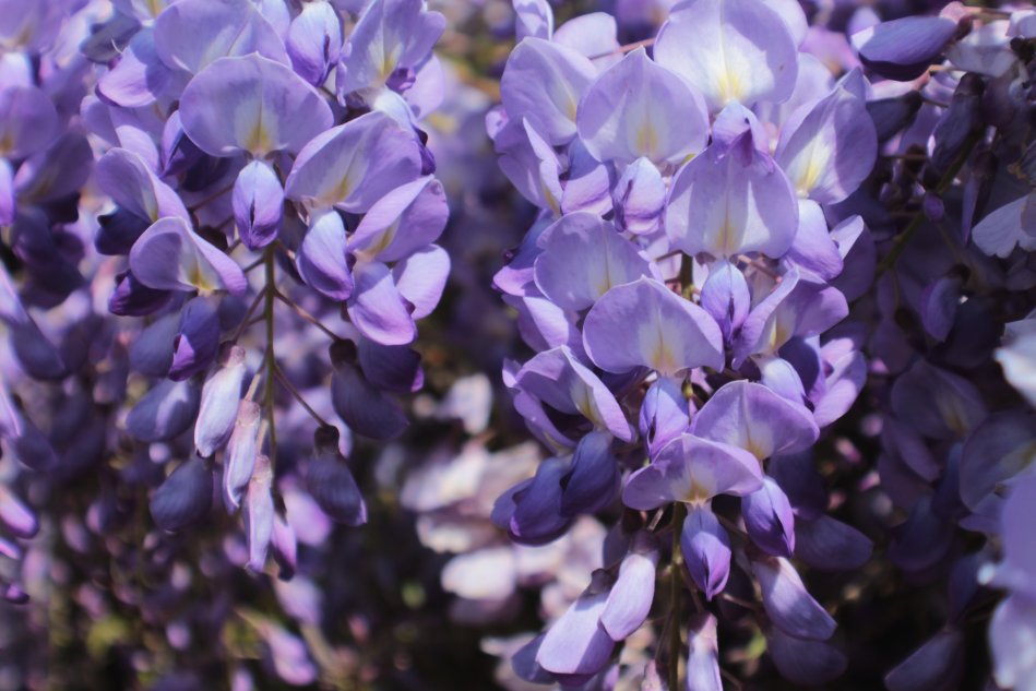 rebecca-matthews-HC-cWUk3ehQ-unsplash wisteria festival in tokyo