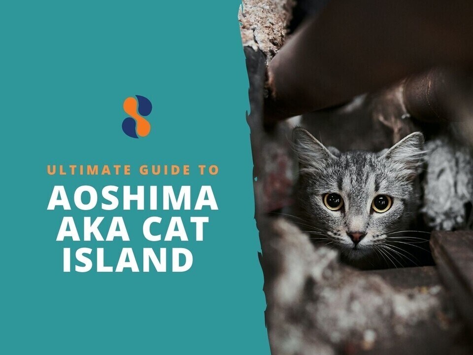 Cat Island (Aoshima) Food Experiences & Restaurants