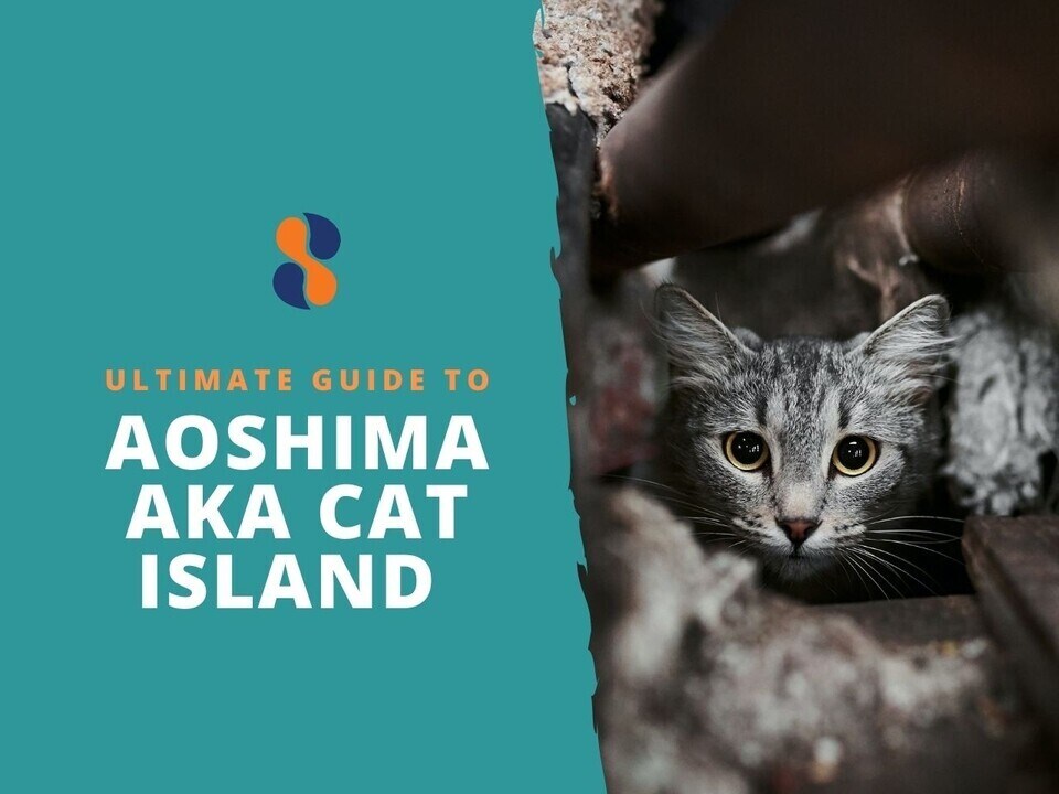 Cats have taken over this island in Japan