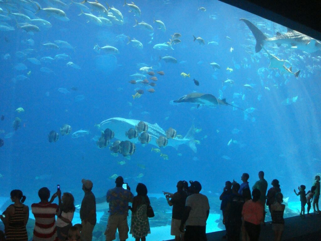 aquarium Things to do in Yokohama, sea paradise