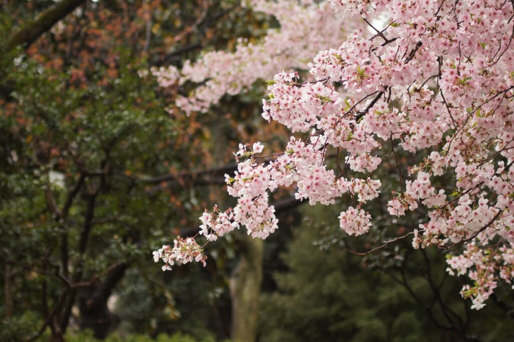 Misuike Park Cherry Blossom Viewing