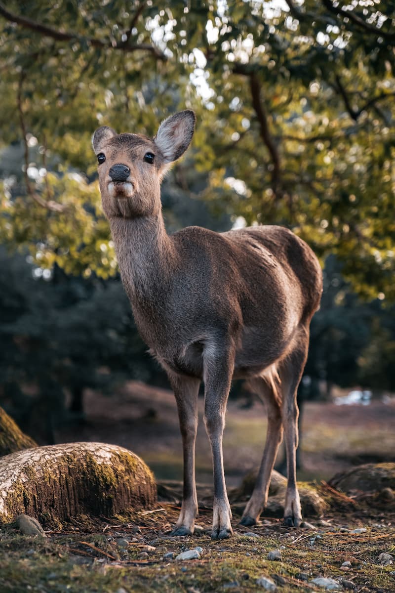 Things to do in Nara 4 A singular shika deer, the type of deer that Nara is known for, stands under a tree looking past you into the distance
