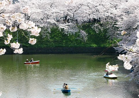 National Holidays 3 A lake under cherry blossom canopies in Japan