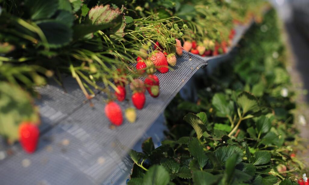 Homestay in Japan 3 Homestay in Japan - farmstay on a strawberry farm