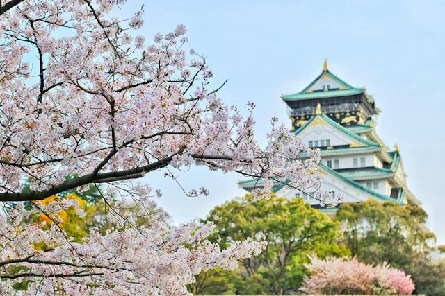 castle-pexels close up of cherry blossoms with osaka castle in the background