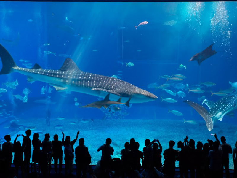 okinawa churaumi aquarium: top places to visit in okinawa