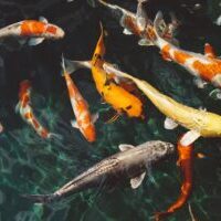 Tattoo in Japan-Koi Fish Koi fish