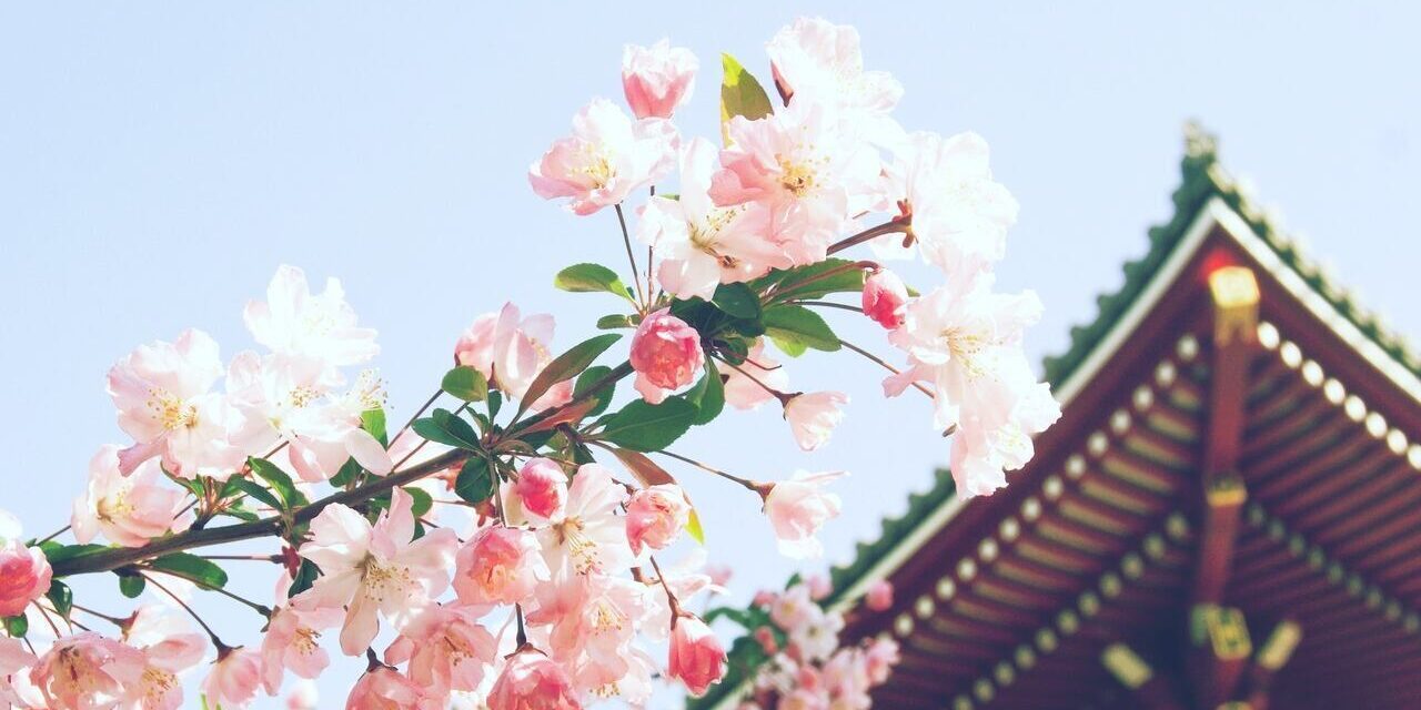 Sakura blooming temple wedding placed popular Japan shinto temple for wedding ceremony in japan